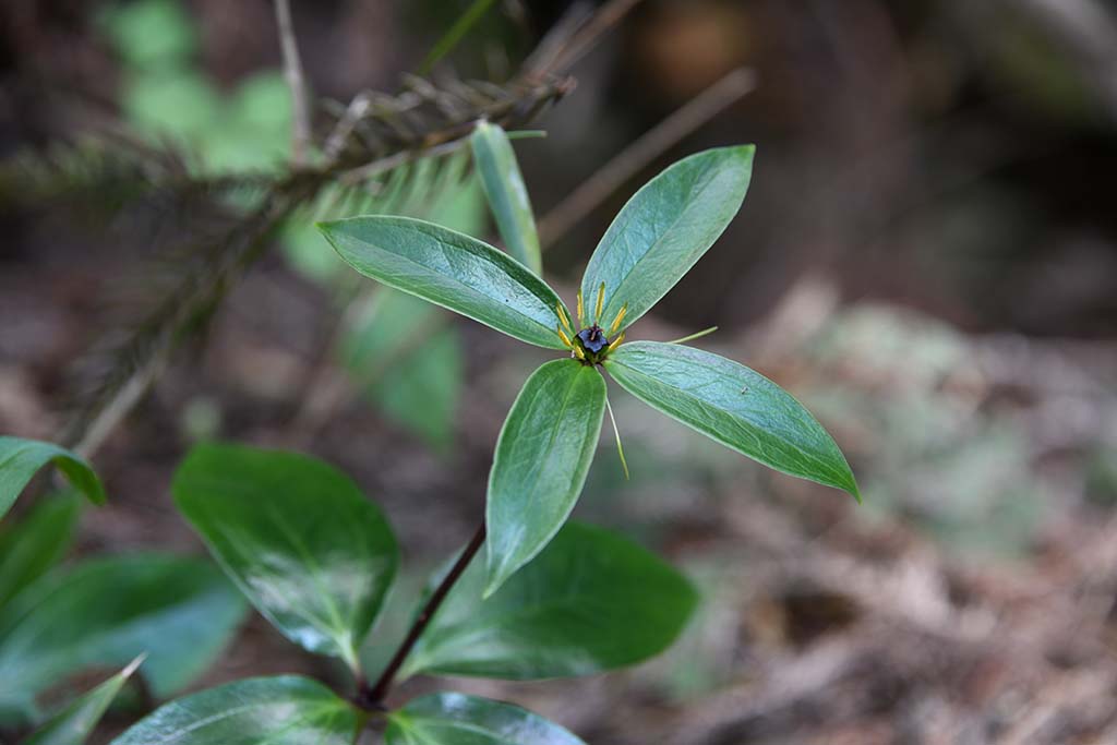 亮葉重樓