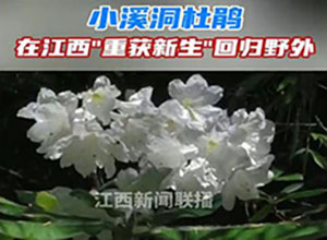 從滅絕到重生！"植物界大熊貓"野外回歸